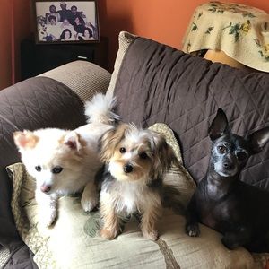 Meet your Posher, Yoselin